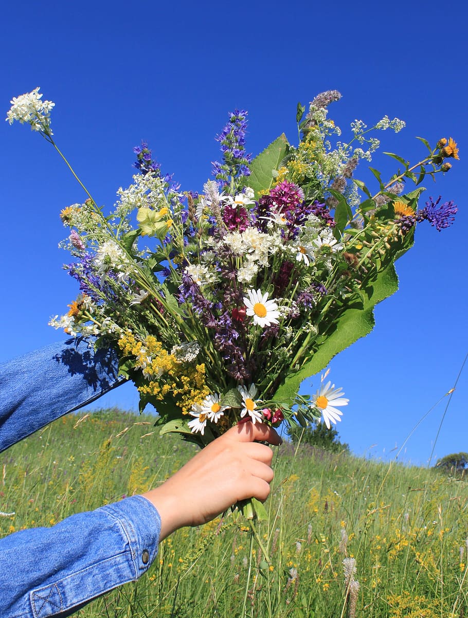 Bouquet, Wildflowers, Nature, blue, sky, plants, human body part HD wallpap...