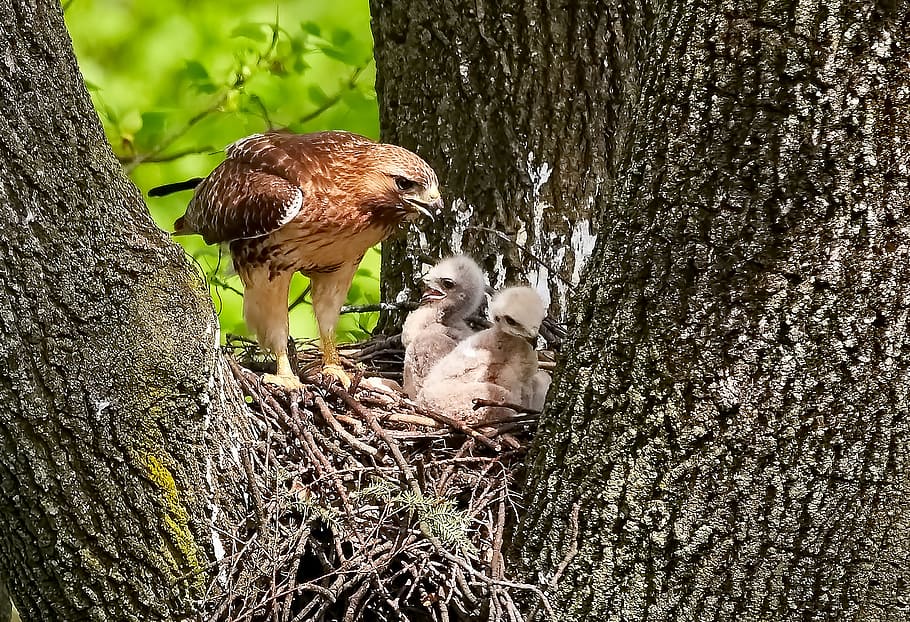 three brown chicks in nest, bald eagle with chicks on tree, bird HD wallpaper