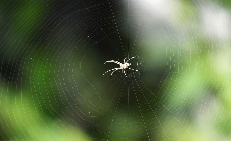 spider, abstract, web, nature, light, spider web, invertebrate HD wallpaper