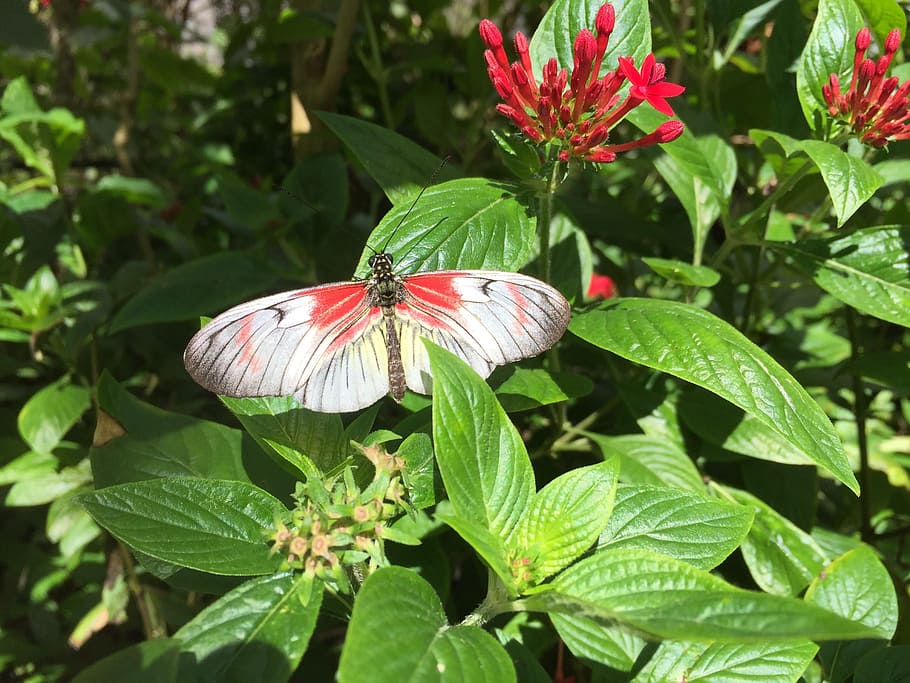 Butterfly, White, Insect, Outdoors, red, nature, spring, leaf HD wallpaper