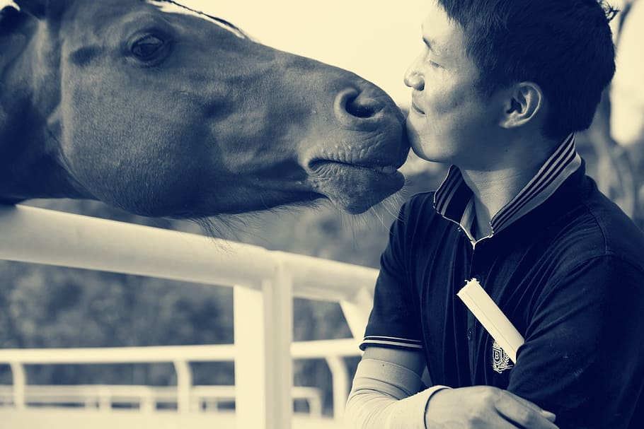 horse, riding, equestrian, mammal, one animal, domestic animals HD wallpaper