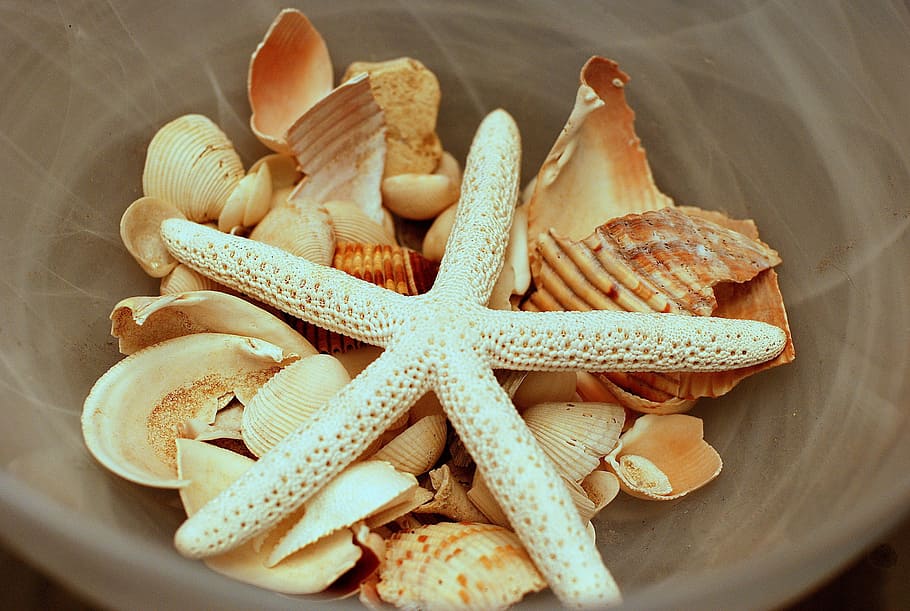 white starfish and brown sea shells in brown bowl, beach, ocean HD wallpaper