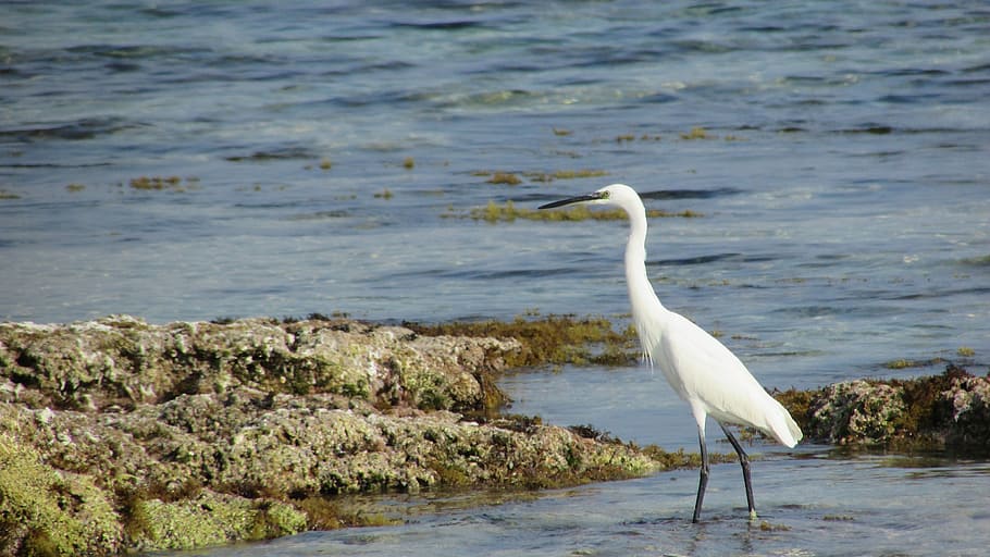 Cyprus, Protaras, Heron, Nature, Bird, one animal, animals in the wild HD wallpaper