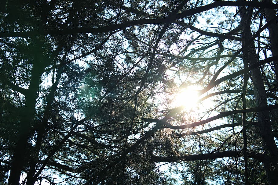 shallow focus photography of green leafed tree, low angle photography of trees HD wallpaper