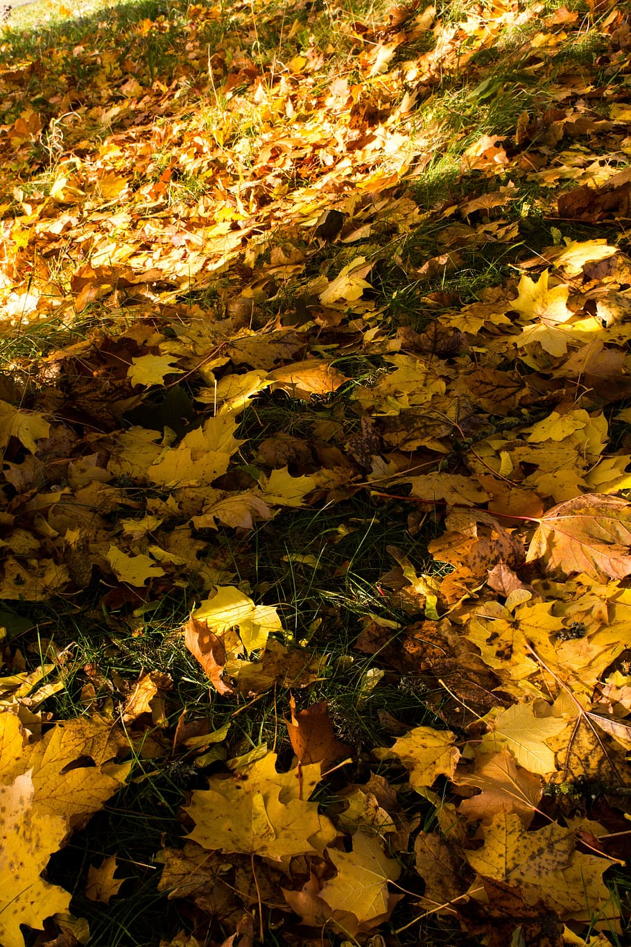 autumn, fall, colours, leaves, yellow, foliage, gold, leaf HD wallpaper