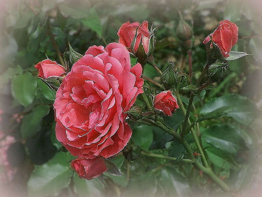 nature, green, donuts, flower, plant, beauty in nature, growth HD wallpaper