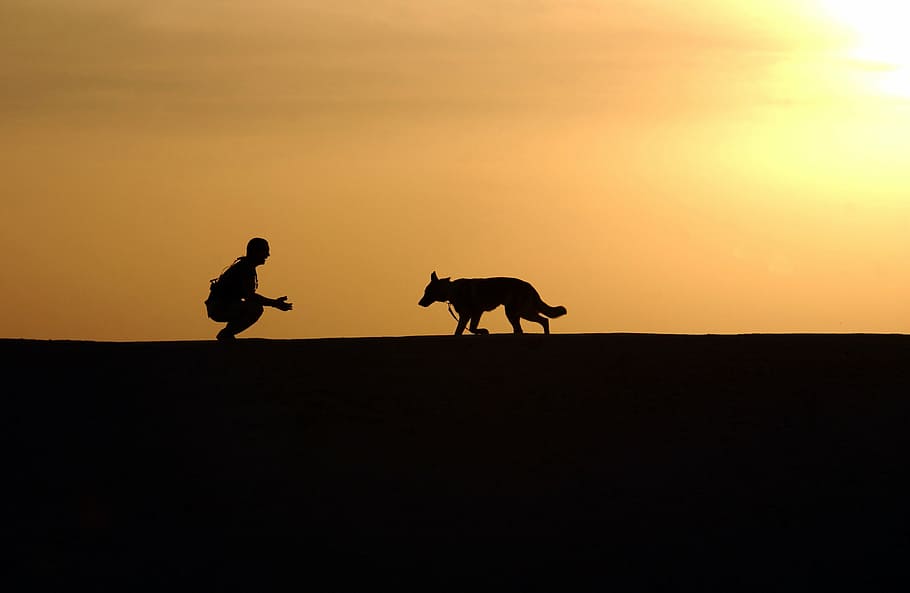 silhouette of man and adult German shepherd during sunset, dog, HD wallpaper