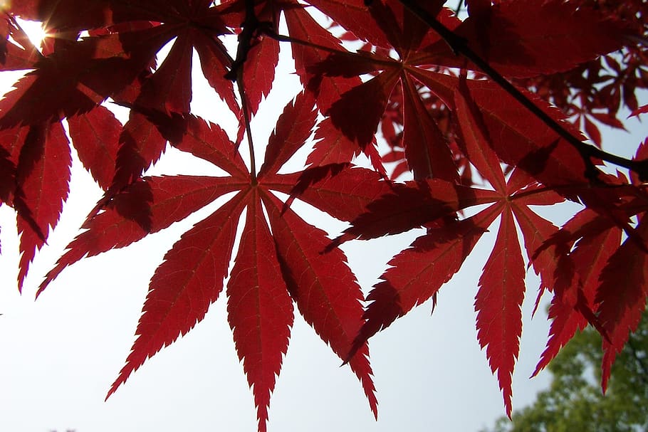 red leaves, maple, autumn, leaf, plant part, no people, close-up HD wallpaper