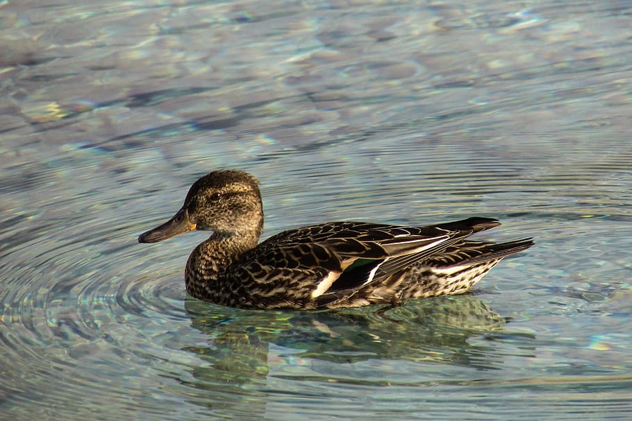 Garganey, Anas Querquedula, Duck, dabbling duck, wildlife, waterfowl HD wallpaper