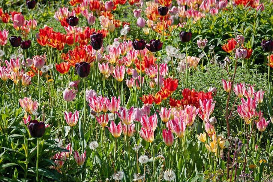 tulips, bloom, spring, red, flower, colorful, blossom, spring greetings HD wallpaper