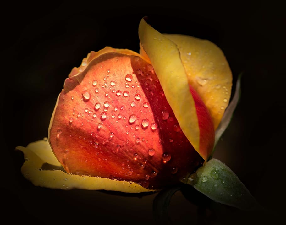 rose, macro, dew, drops, yellow, red, color, romance, love HD wallpaper