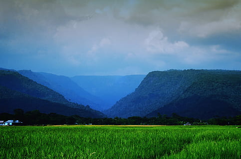 green grass field, Landscape, Sylhet, Nature, Hills, cloud HD wallpaper