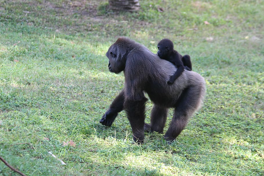 monkeys, gorillas, animals, primate, animal themes, animal wildlife HD wallpaper