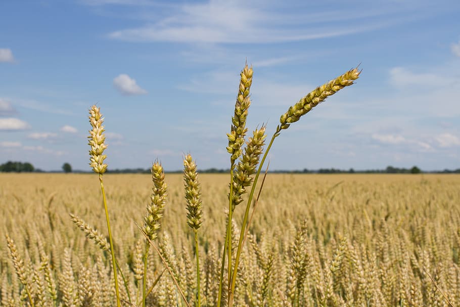 wheat, crop, agriculture, harvest, field, plant, grain, bread, HD wallpaper