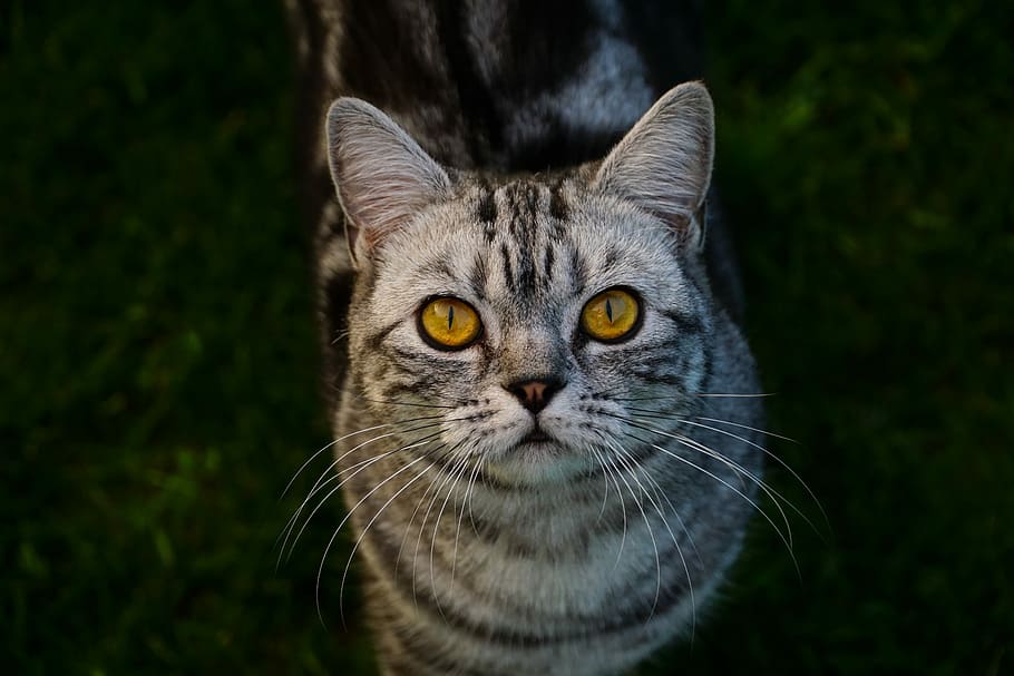 focus photography silver tabby cat, british shorthair, domestic cat