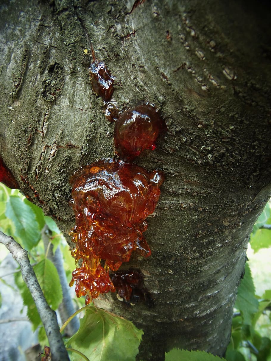 tree, resin, bark, nature, field, trunk, plant, tree trunk HD wallpaper