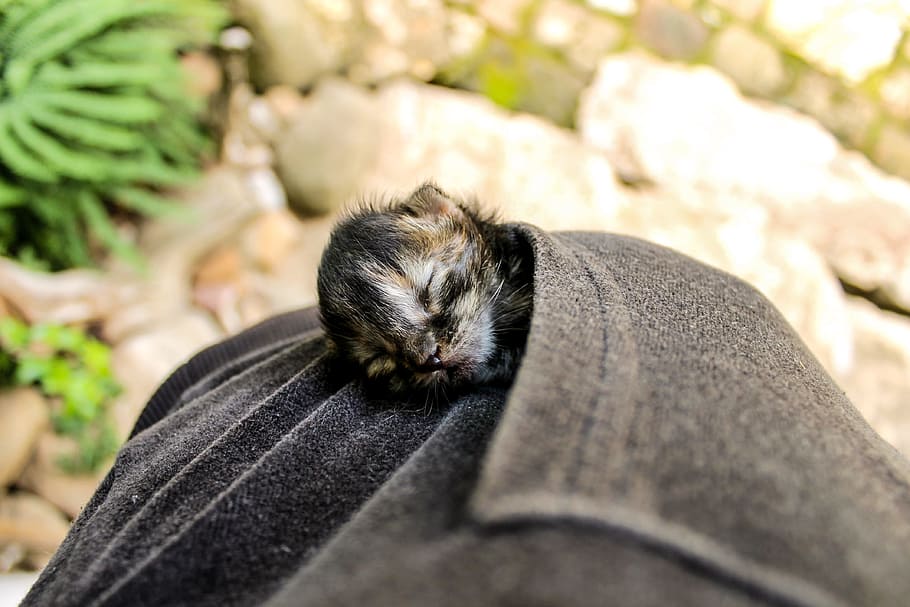 tortoiseshell kitten on gray pocket, newborn cat, sleeping kitten