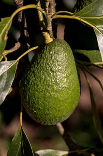 hass avocado, fruit, tree, ripe, food, healthy, green, growing HD wallpaper