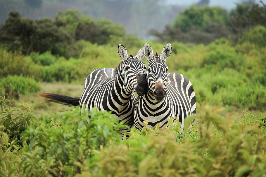 two zebra near bushes, shallow focus photo of two zebras, Couple, HD wallpaper