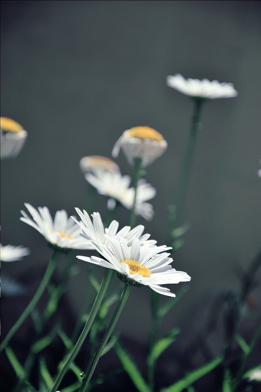 nature, flowers, grass, petals, bloom, blossom, daisies, flora HD wallpaper
