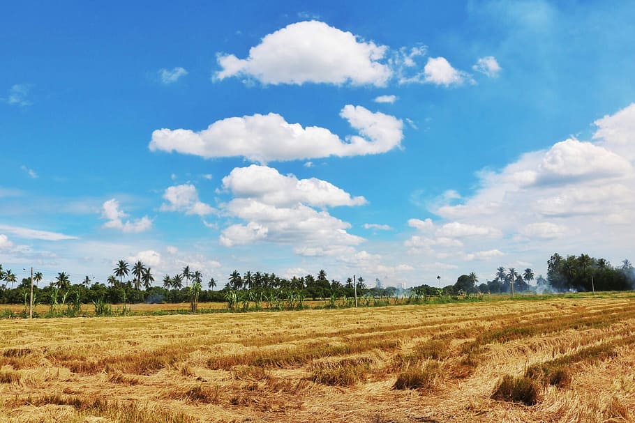 Sky, Cloud, Cornfield, Na, agriculture, nature, landscape, cloud - sky HD wallpaper