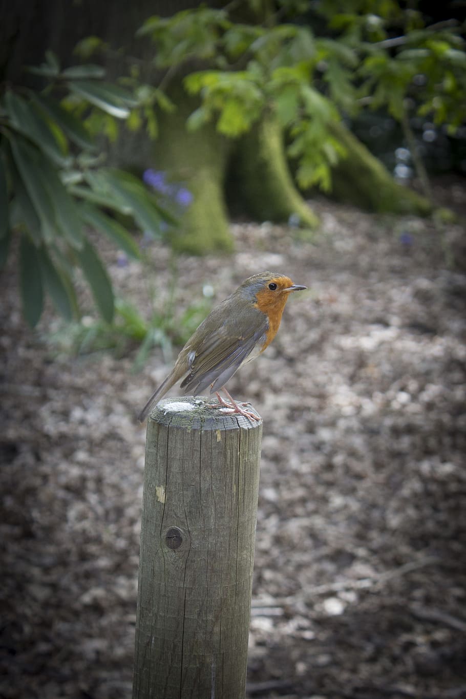 Robin, Post, Bird, Fly, Wings, Feather, wildlife, beak, dom HD wallpaper