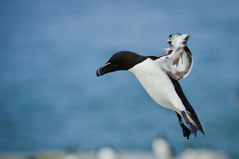 selective focus photography of white and black bird, beak, feather HD wallpaper