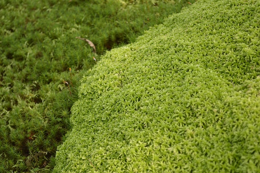 moss, grass, green, texture, japan, plant, natural, hakone HD wallpaper