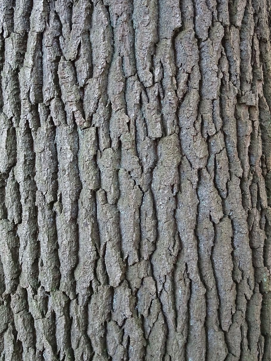 tree, bark, nature, tree trunk, tribe, forest, autumn, full frame HD wallpaper