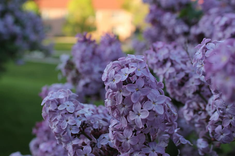 Lilacs, Spring, Purple, Flower, outdoors, focus on foreground HD wallpaper