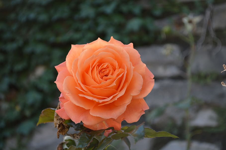 orange rose in shallow focus photography, pink, nature, flower HD wallpaper