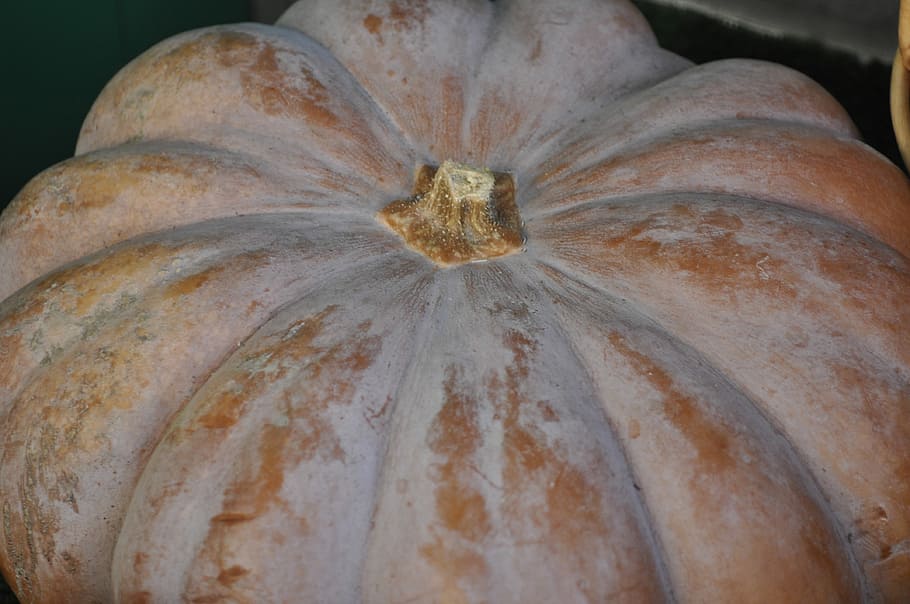Pumpkin, Vegetable, Orange, no people, indoors, close-up, food HD wallpaper