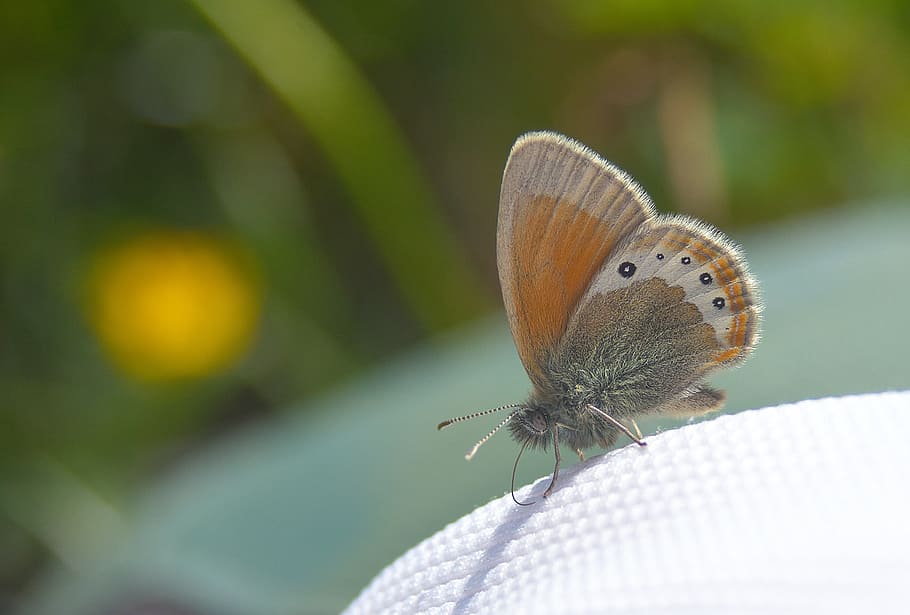 Butterfly, Close, Nature, Drexel, Macro, insect, butterfly - Insect HD wallpaper