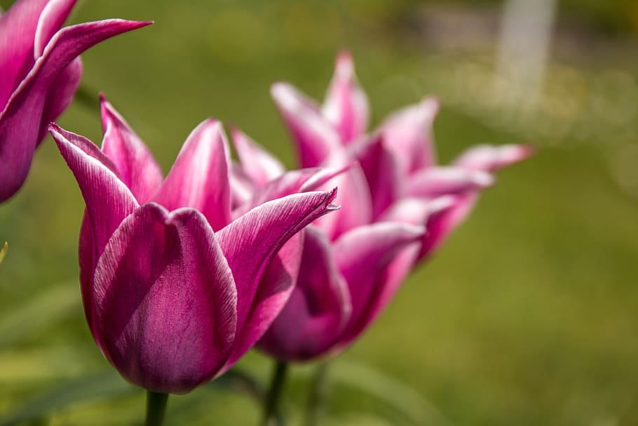 tulips, macro, blossom, bloom, nature, spring, close, blossomed HD wallpaper
