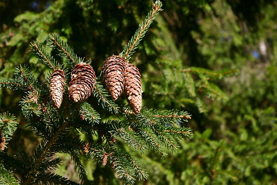 spruce, pine cones, tree, conifer, tap, common spruce, green, HD wallpaper