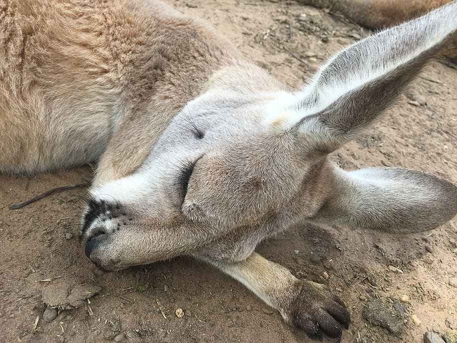 kangaroo, her sleeping face, mammal, animal themes, one animal HD wallpaper