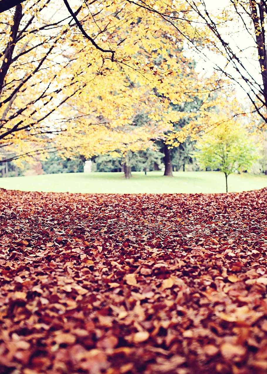 autumn, fall, leaves, trees, branches, grass, change, leaf HD wallpaper