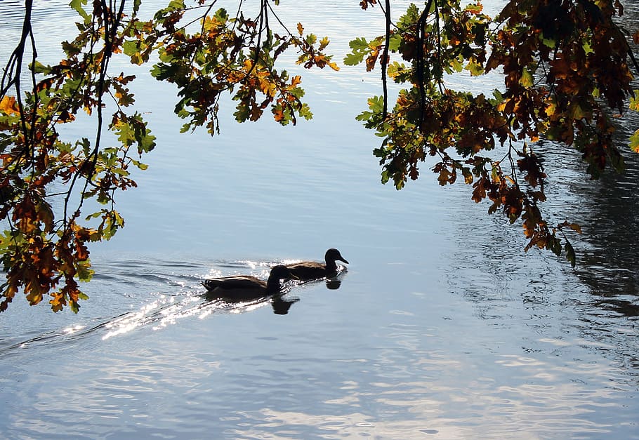 pond, park, para, wild ducks, autumn weather, nature, water bird HD wallpaper