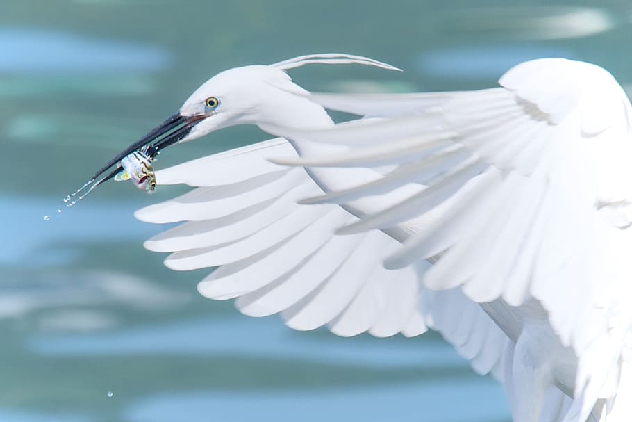 white heron catching fish, flying, bird, wildlife, nature, animal HD wallpaper