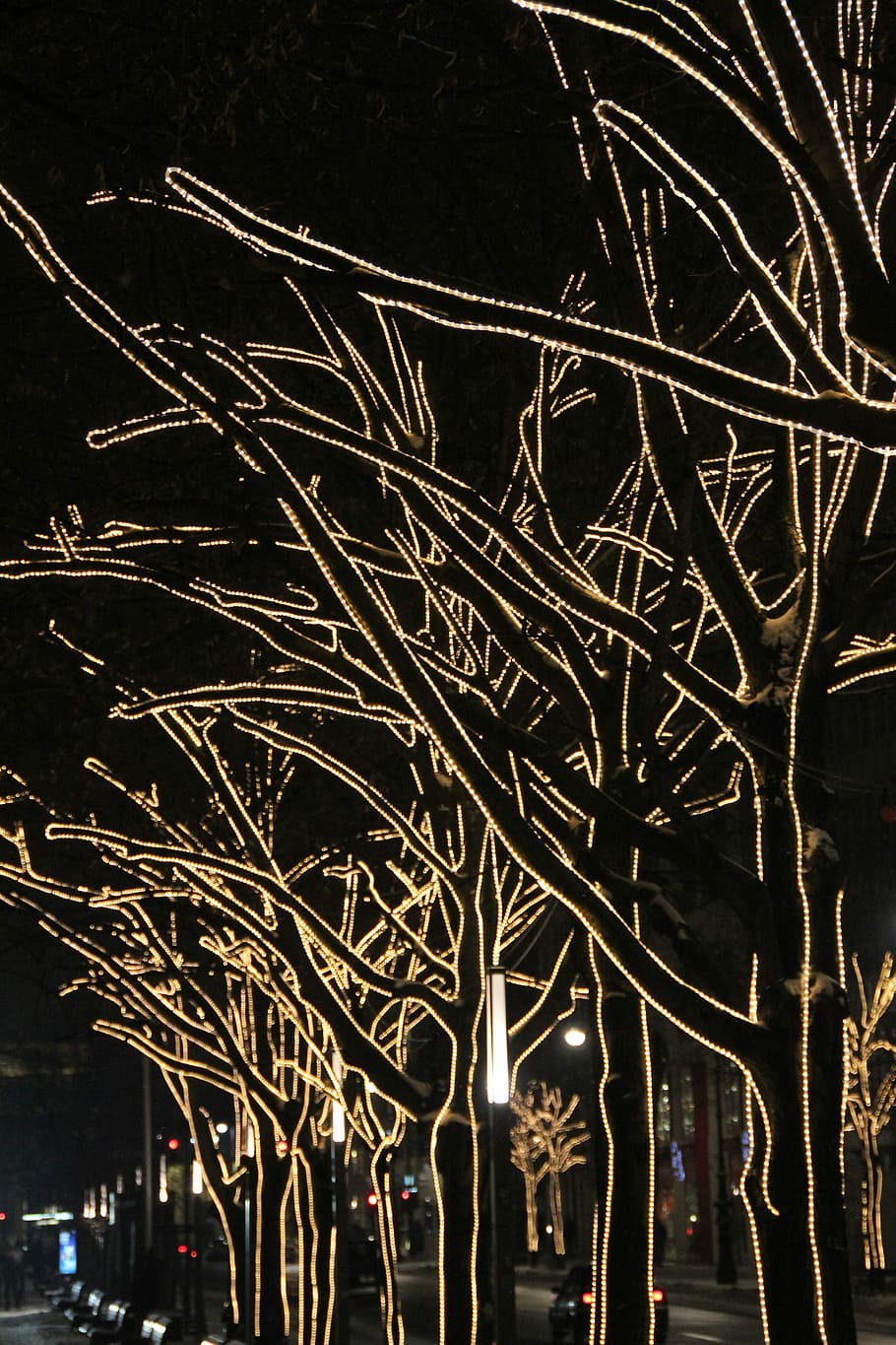 Tree, Winter, Christmas Lights, trees, berlin, dark, night HD wallpaper