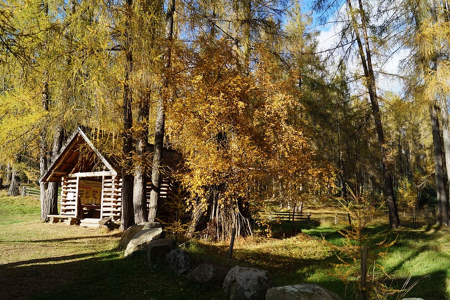 Trees, Forest, Sunshine, Mood, Autumn, golden, tyrol, barn HD wallpaper