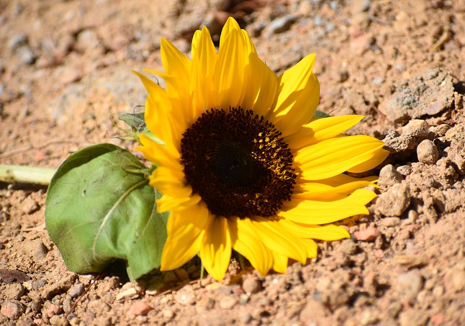nature, flora, closeup, flower, summer, flowering plant, yellow HD wallpaper