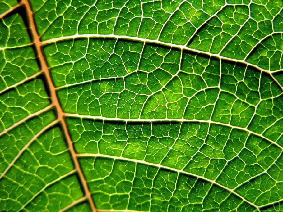 focus photo of green leaf, nature, foliage, autumn, plant, garden HD wallpaper