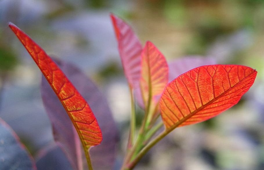 leaf, nature, flora, outdoors, fall, close-up, plant part, red HD wallpaper