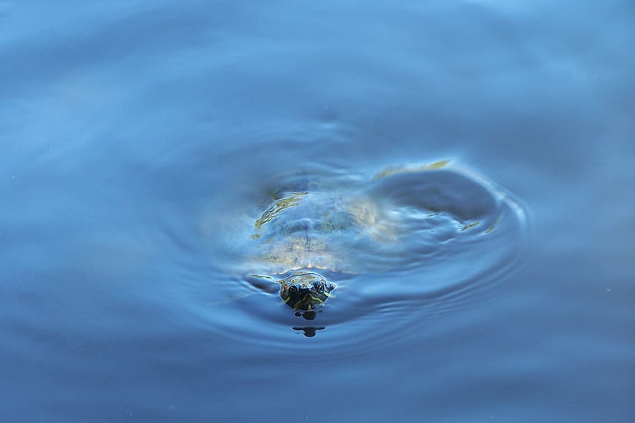 turtule, animal, water, one animal, animal themes, sea, animal wildlife HD wallpaper