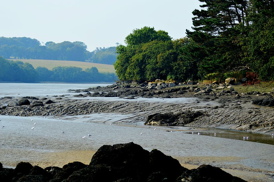 river, pebbles, rock, shore, water, field, tree, landscape HD wallpaper