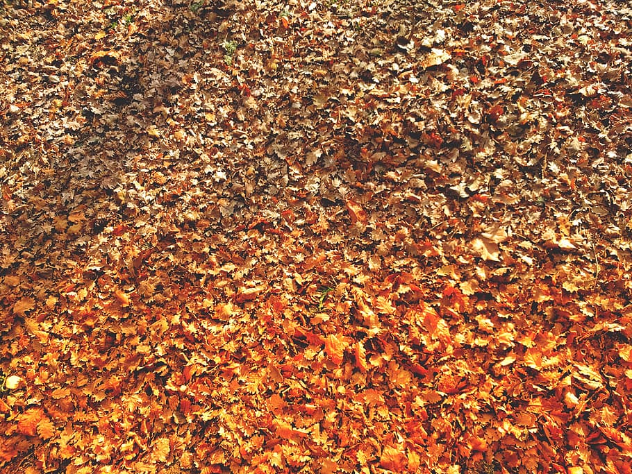 dried leaves on ground, autumn, orange, light, tree, red, brown HD wallpaper