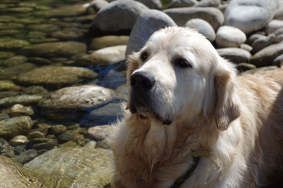 Dog, Golden Retriever, Water, Doggie, domestic animal, bathing, HD wallpaper