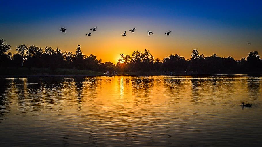 birds flying over body of water, park, day, ducks, lake, sun