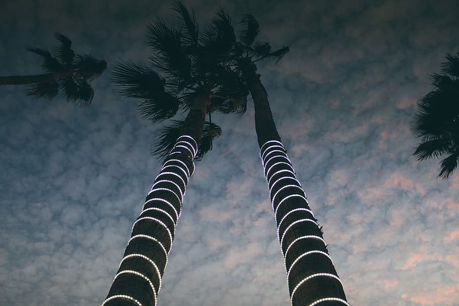 Windy Ways, low angle photo of coconut tree with string lights during golden hour HD wallpaper